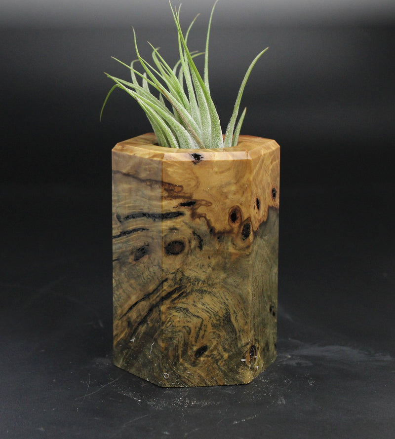 Wood Burl  Air Plant Holder - Brandi (Wood Burl, 705135)