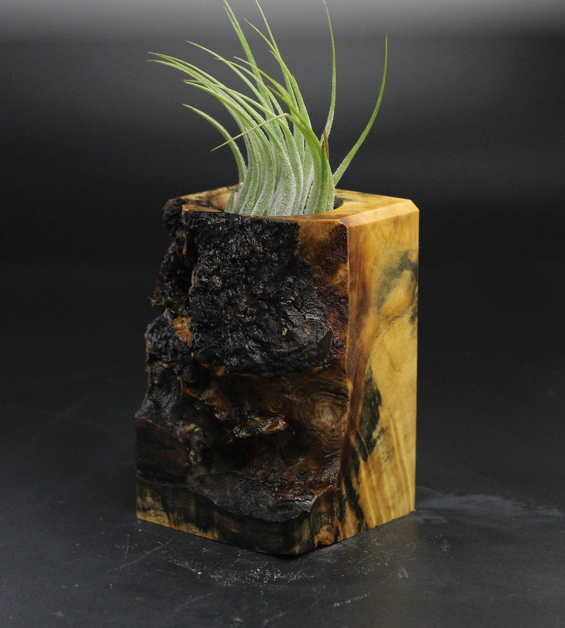 Wood Burl  Air Plant Holder - Willie (The Lab, 705137)