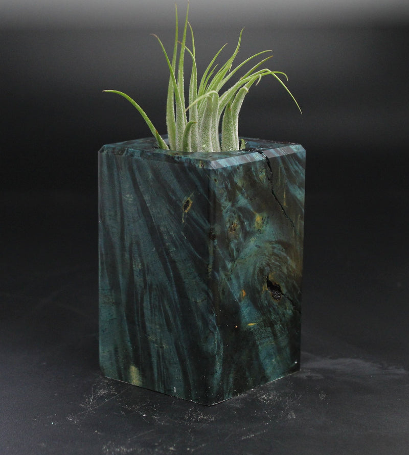 Wood Burl  Air Plant Holder - Yasmin (Wood Burl, 705140)