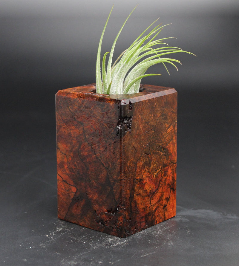 Wood Burl  Air Plant Holder - Danna (Wood Burl, 705143)