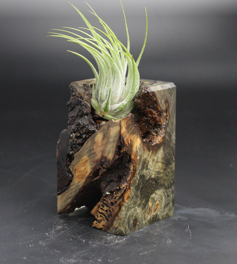 Wood Burl  Air Plant Holder - Salvatore (Wood Burl, 705144)