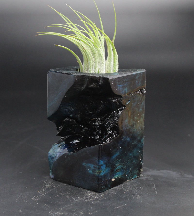 Wood Burl  Air Plant Holder - Nicolas (Wood Burl, 705146)