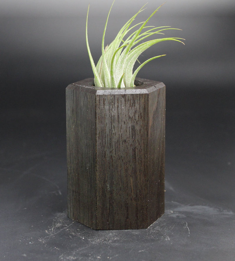 Wood Burl  Air Plant Holder - Nataly (Wood Burl, 705147)