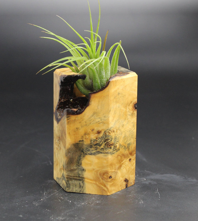 Wood Burl ResinArt Air Plant Holder - Sheree (Wood Burl, 705247)