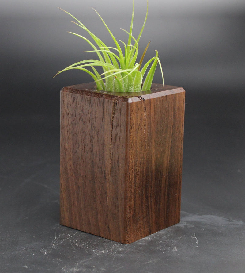 Wood Burl ResinArt Air Plant Holder - Killian (Wood Burl, 705249)