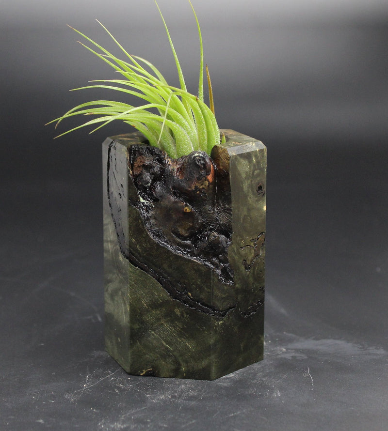 Wood Burl ResinArt Air Plant Holder - Opal (Wood Burl, 705250)