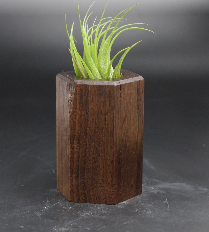 Wood Burl ResinArt Air Plant Holder - Devin (Wood Burl, 705253)