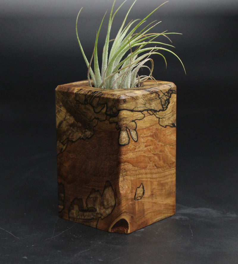 Wood Burl  Air Plant Holder - Delores (Wood Burl, 707623)
