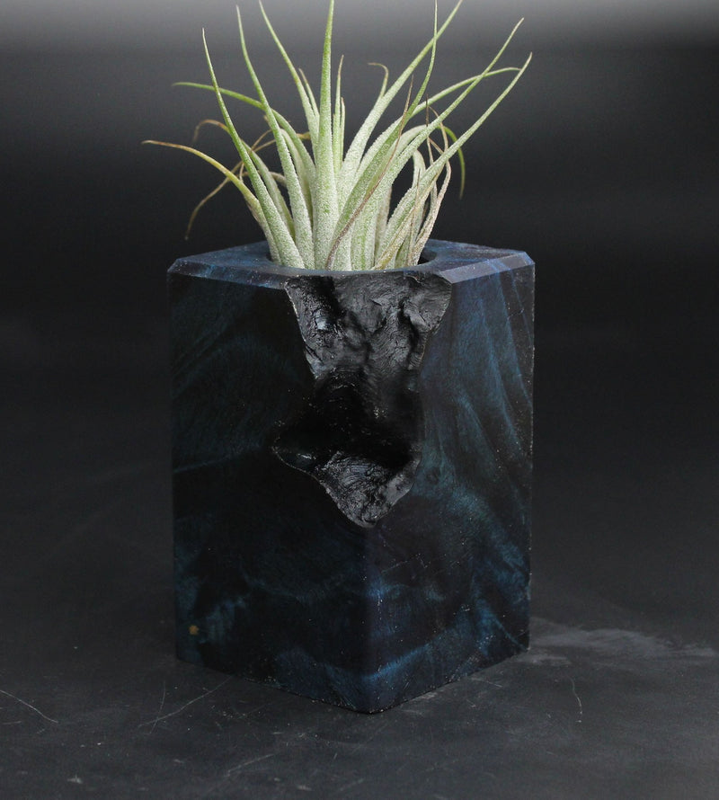 Wood Burl  Air Plant Holder - Bailey (Wood Burl, 707624)