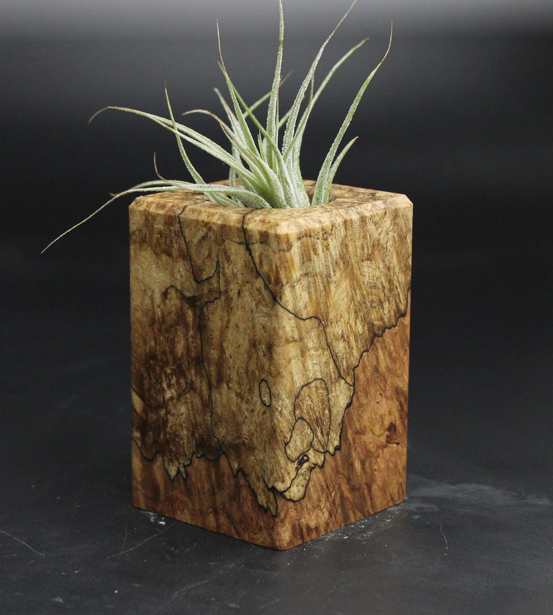 Wood Burl  Air Plant Holder - Lennox (Wood Burl, 707627)