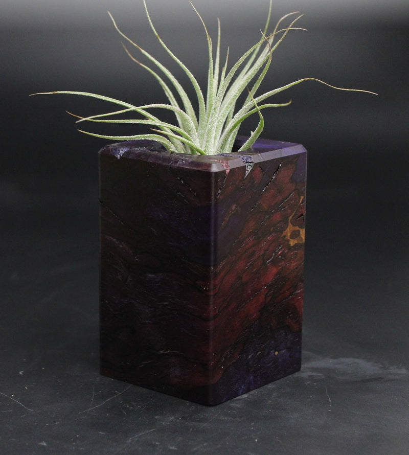 Wood Burl  Air Plant Holder - Monica (Wood Burl, 707629)