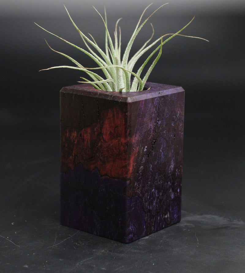 Wood Burl  Air Plant Holder - Denise (Wood Burl, 707630)