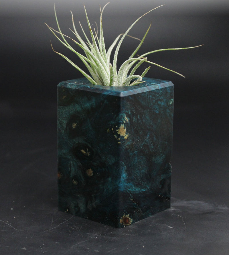 Wood Burl  Air Plant Holder - Elle (Wood Burl, 707631)