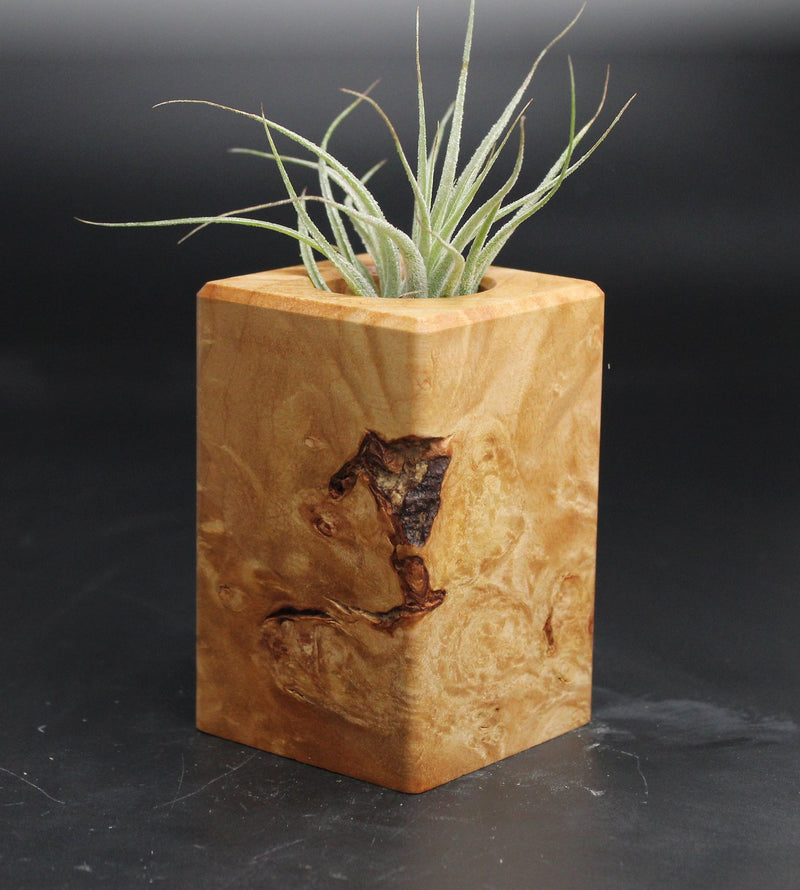 Wood Burl  Air Plant Holder - Jeffrey (Wood Burl, 707633)