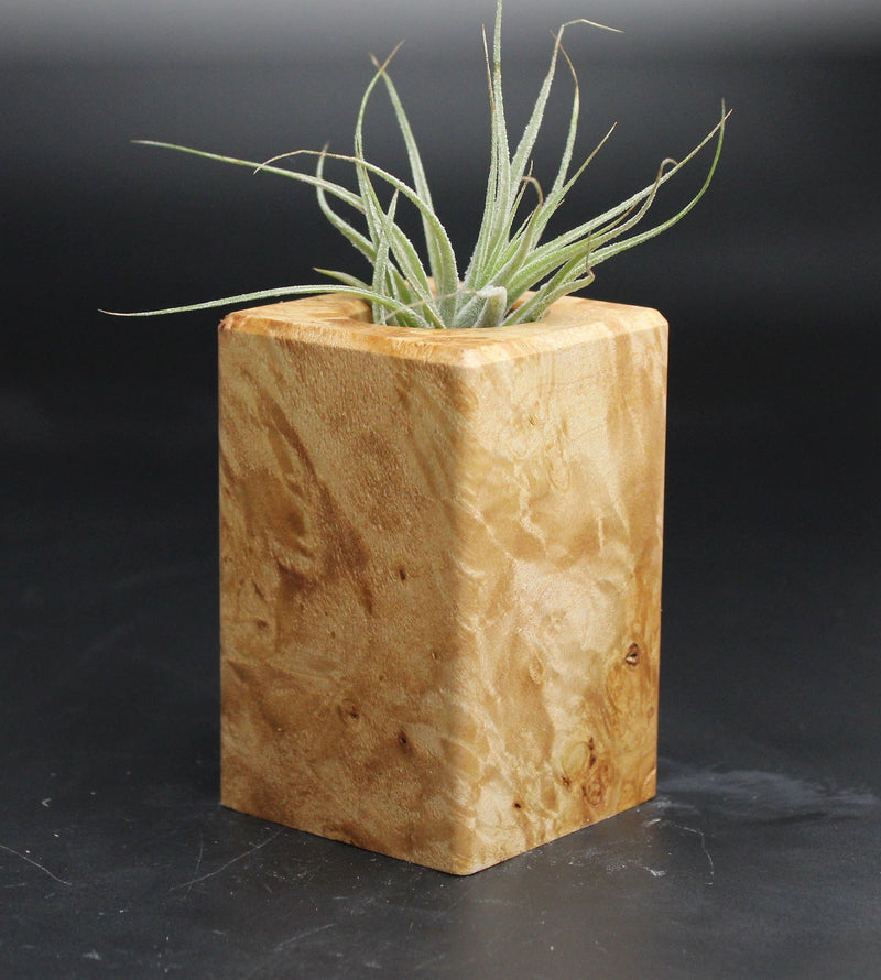 Wood Burl  Air Plant Holder - Zaiden (Wood Burl, 707634)