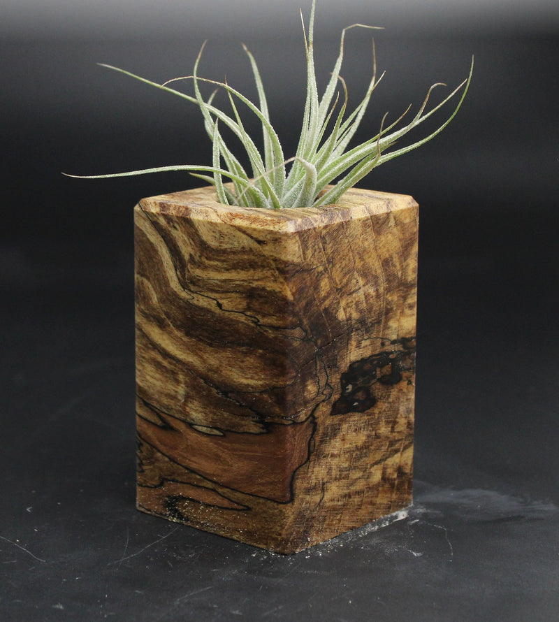 Wood Burl  Air Plant Holder - Cathy (Wood Burl, 707635)