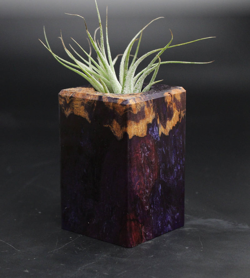 Wood Burl  Air Plant Holder - Nelson (Wood Burl, 707640)