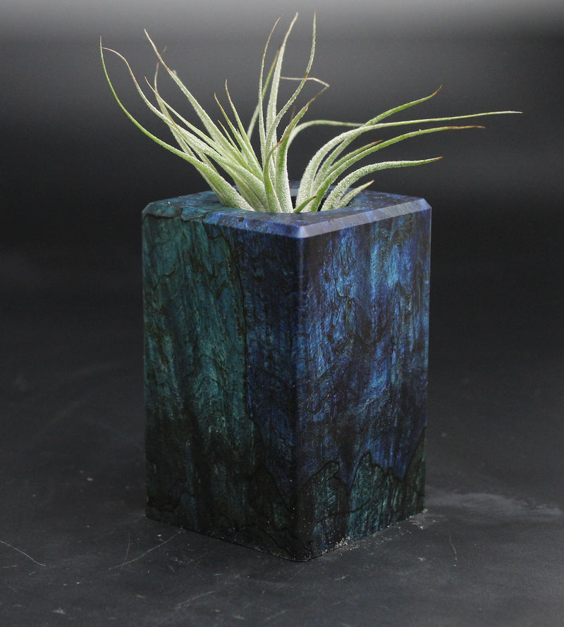 Wood Burl  Air Plant Holder - Salvatore (Wood Burl, 707642)