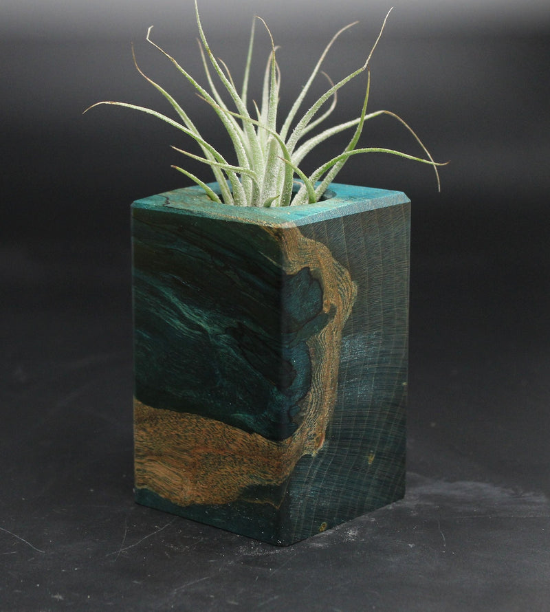 Wood Burl  Air Plant Holder - Terri (Wood Burl, 707649)