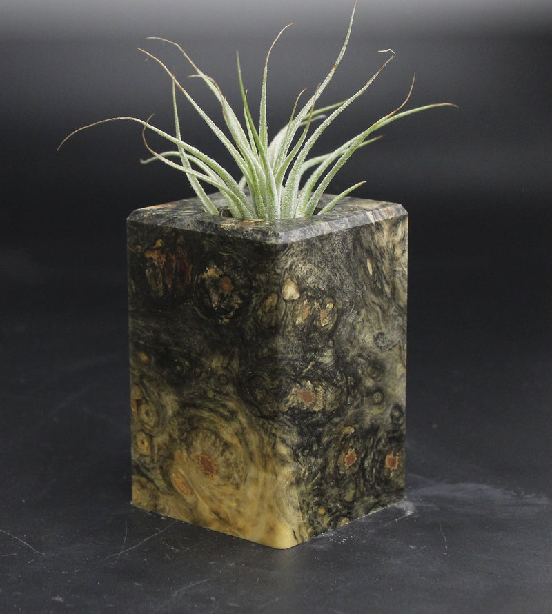 Wood Burl  Air Plant Holder - Daleyza (Wood Burl, 707654)