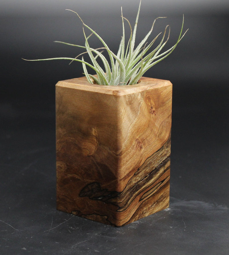 Wood Burl  Air Plant Holder - Lela (Wood Burl, 707655)