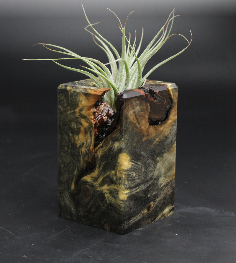 Wood Burl  Air Plant Holder - Elias (Wood Burl, 707656)