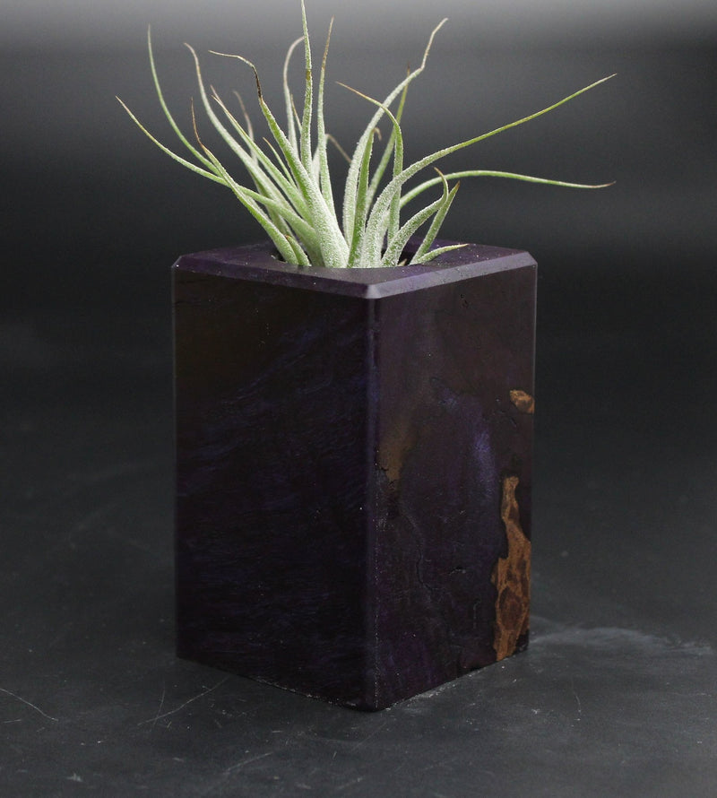 Wood Burl  Air Plant Holder - Eli (Wood Burl, 707660)