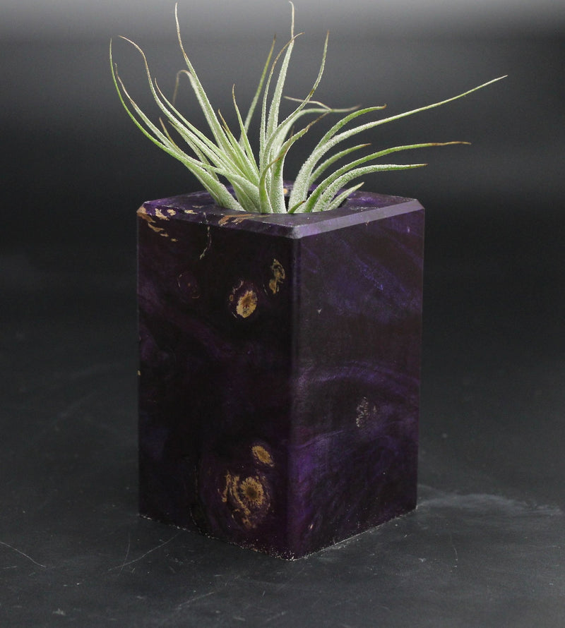 Wood Burl  Air Plant Holder - Jorge (Wood Burl, 707661)