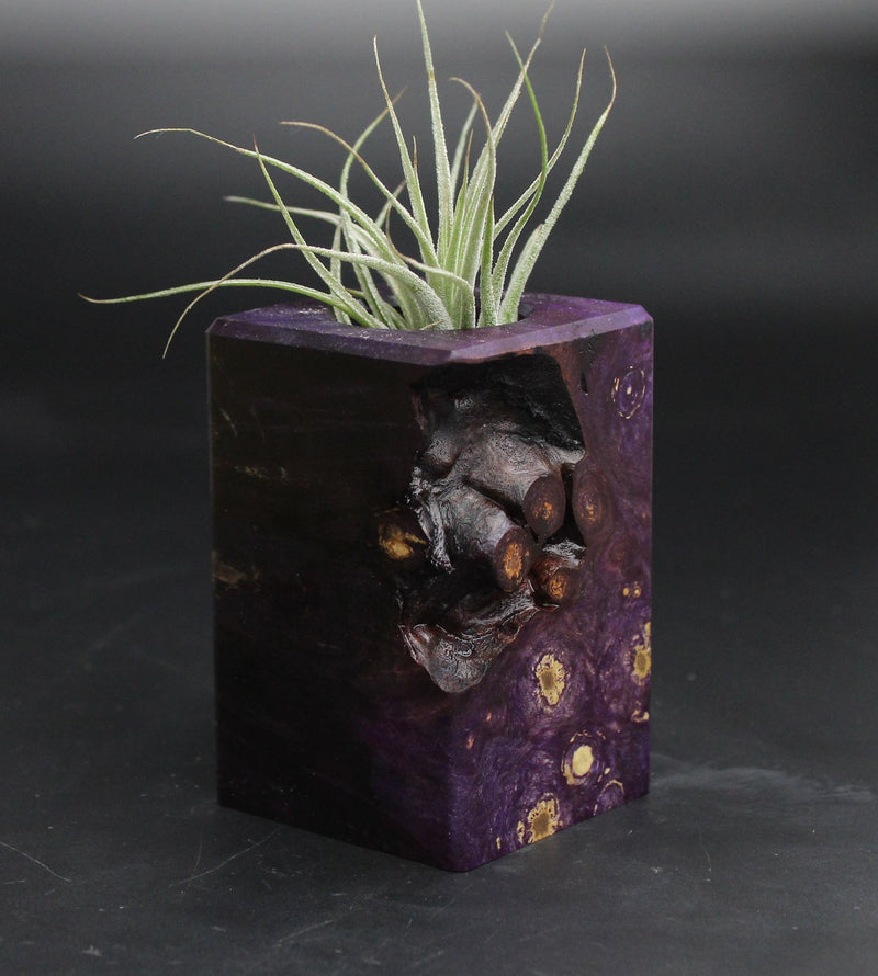 Wood Burl  Air Plant Holder - Cindy (Wood Burl, 707664)