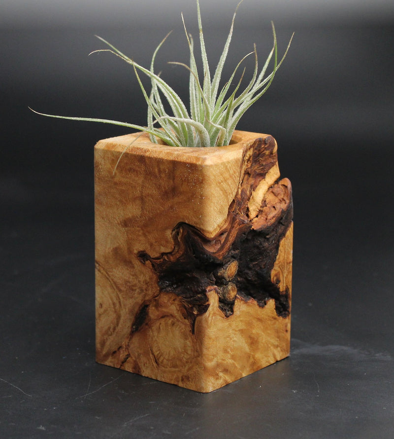Wood Burl  Air Plant Holder - Nicolas (Wood Burl, 707665)