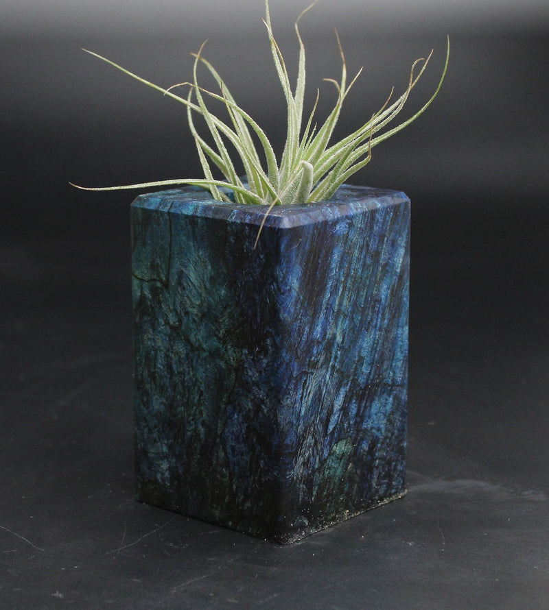 Wood Burl  Air Plant Holder - Curtis (Wood Burl, 707666)