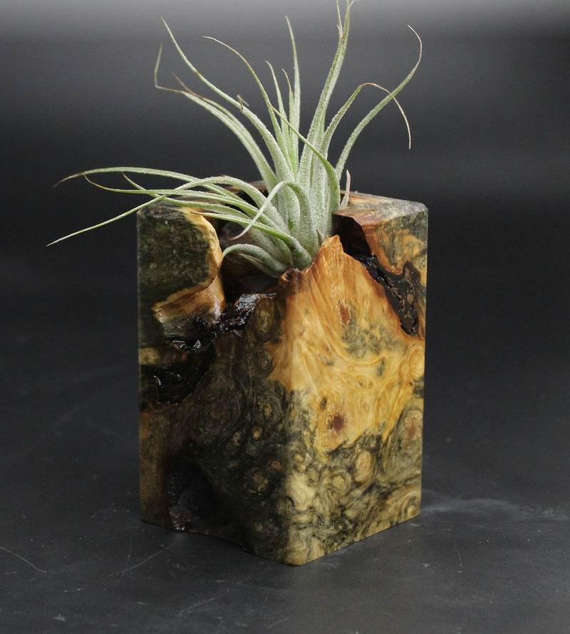 Wood Burl  Air Plant Holder - Douglas (Wood Burl, 707668)