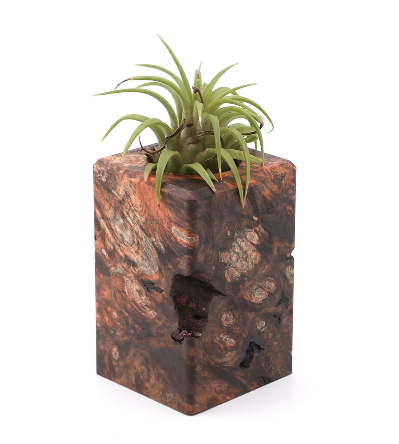 Wood Burl Wood Air Plant Holder - Dakari (Wood Burl, 748578)
