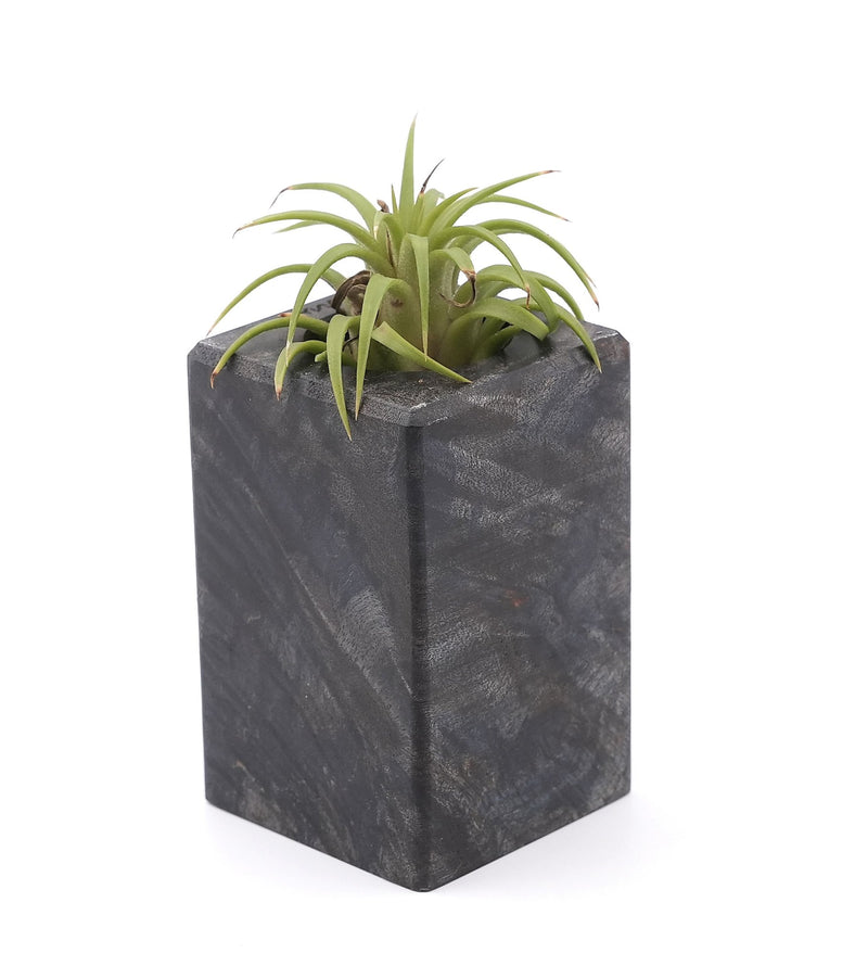 Wood Burl Wood Air Plant Holder - Denice (Wood Burl, 748579)