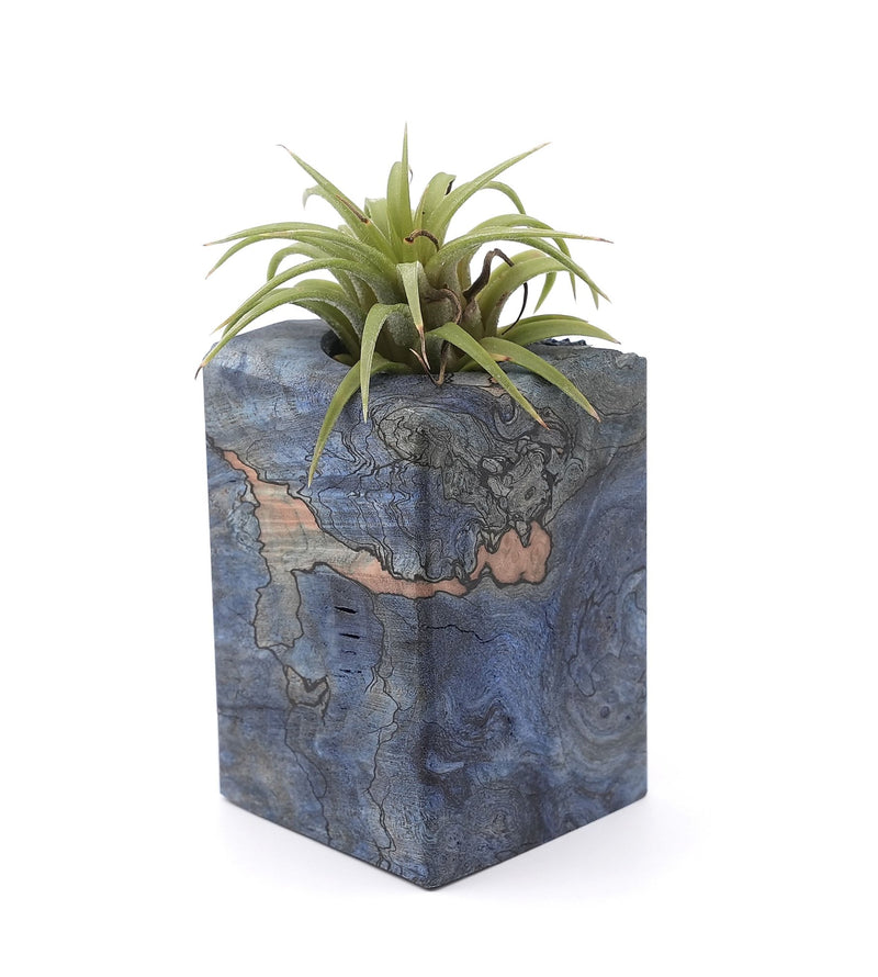 Wood Burl Wood Air Plant Holder - Floy (Wood Burl, 748581)