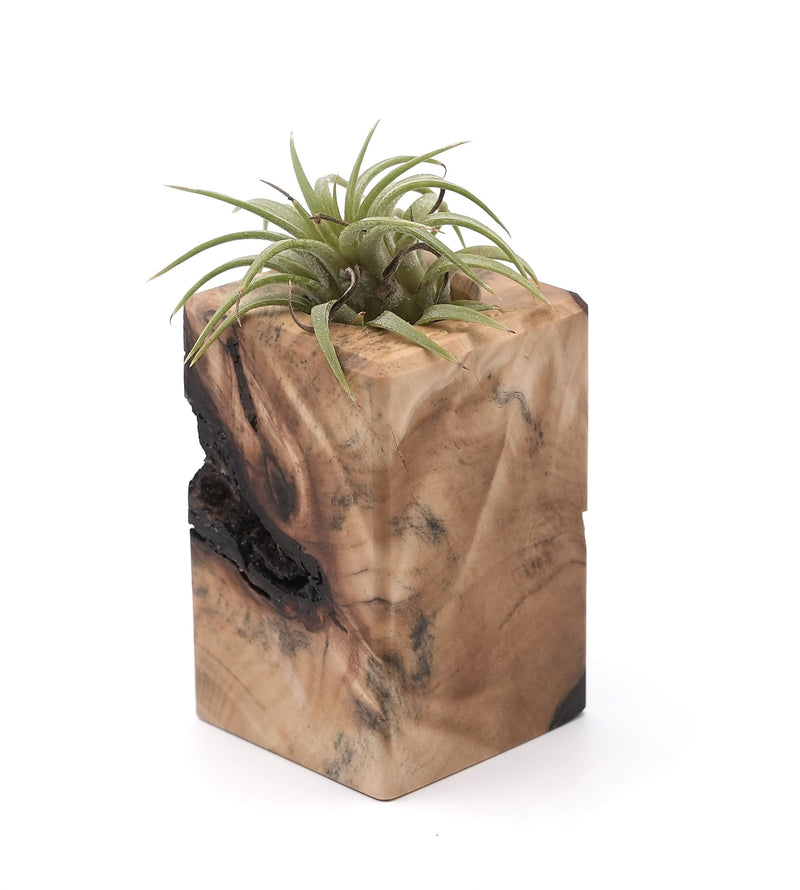 Wood Burl Wood Air Plant Holder - Pablo (Wood Burl, 748582)