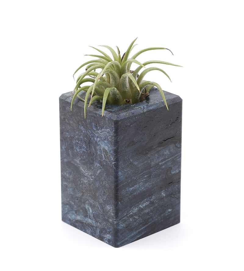 Wood Burl Wood Air Plant Holder - Marely (Wood Burl, 748583)