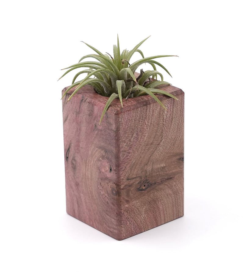 Wood Burl Wood Air Plant Holder - Kaiden (Wood Burl, 748585)