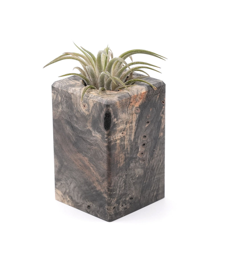 Wood Burl Wood Air Plant Holder - Errol (Wood Burl, 748586)