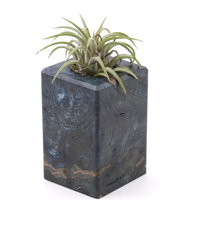 Wood Burl Wood Air Plant Holder - Mira (Wood Burl, 748589)