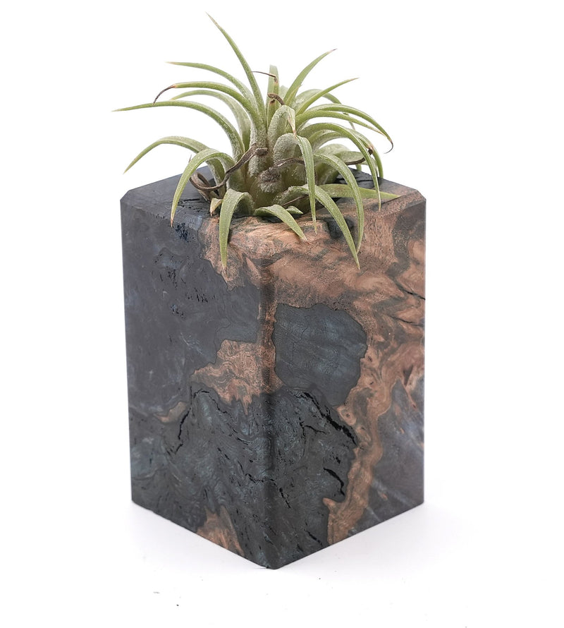 Wood Burl Wood Air Plant Holder - Lora (Wood Burl, 748593)