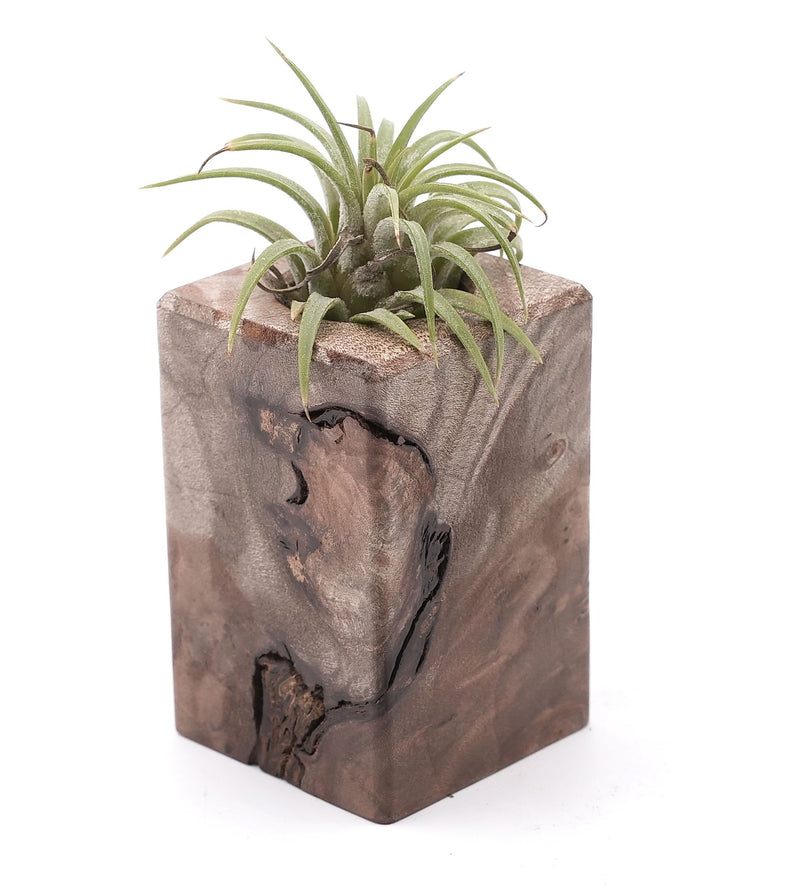 Wood Burl Wood Air Plant Holder - Danika (Wood Burl, 748596)
