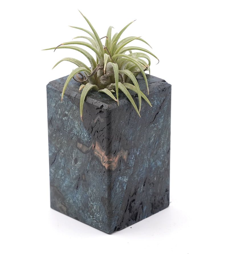 Wood Burl Wood Air Plant Holder - Davion (Wood Burl, 748597)