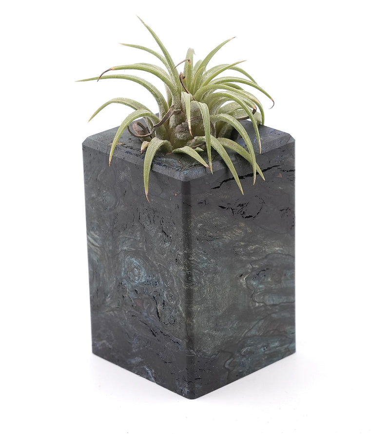 Wood Burl Wood Air Plant Holder - Ludie (Wood Burl, 748598)