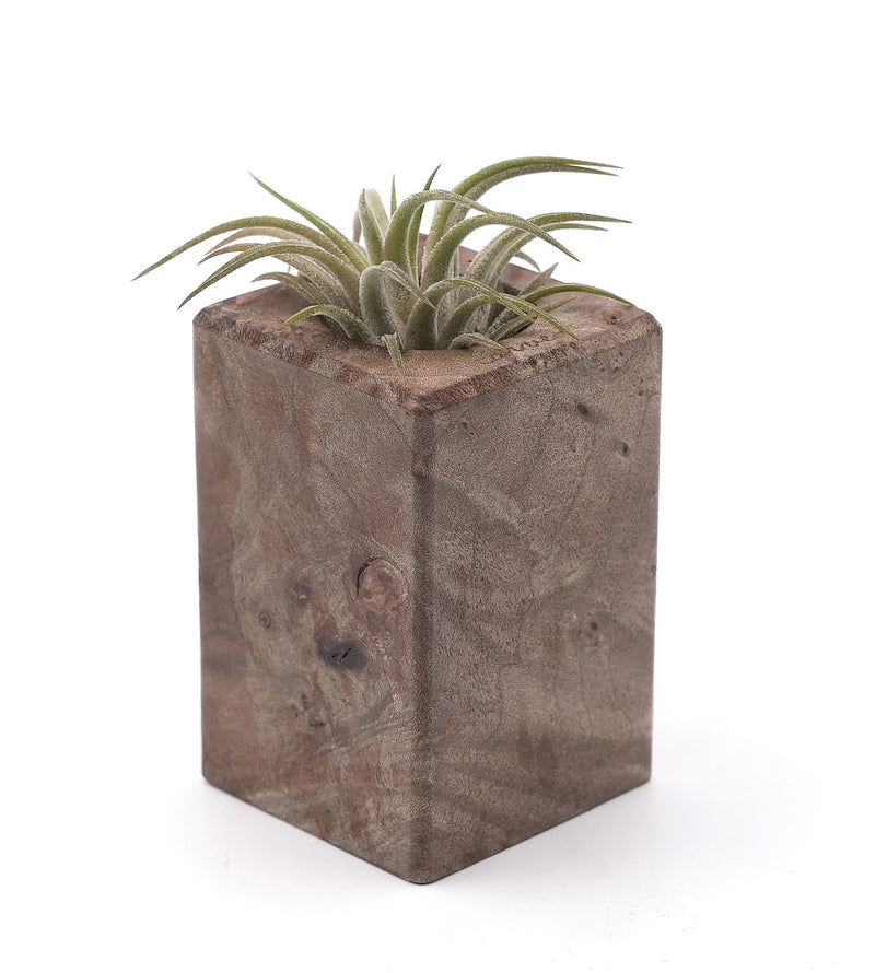Wood Burl Wood Air Plant Holder - Lillian (Wood Burl, 748599)