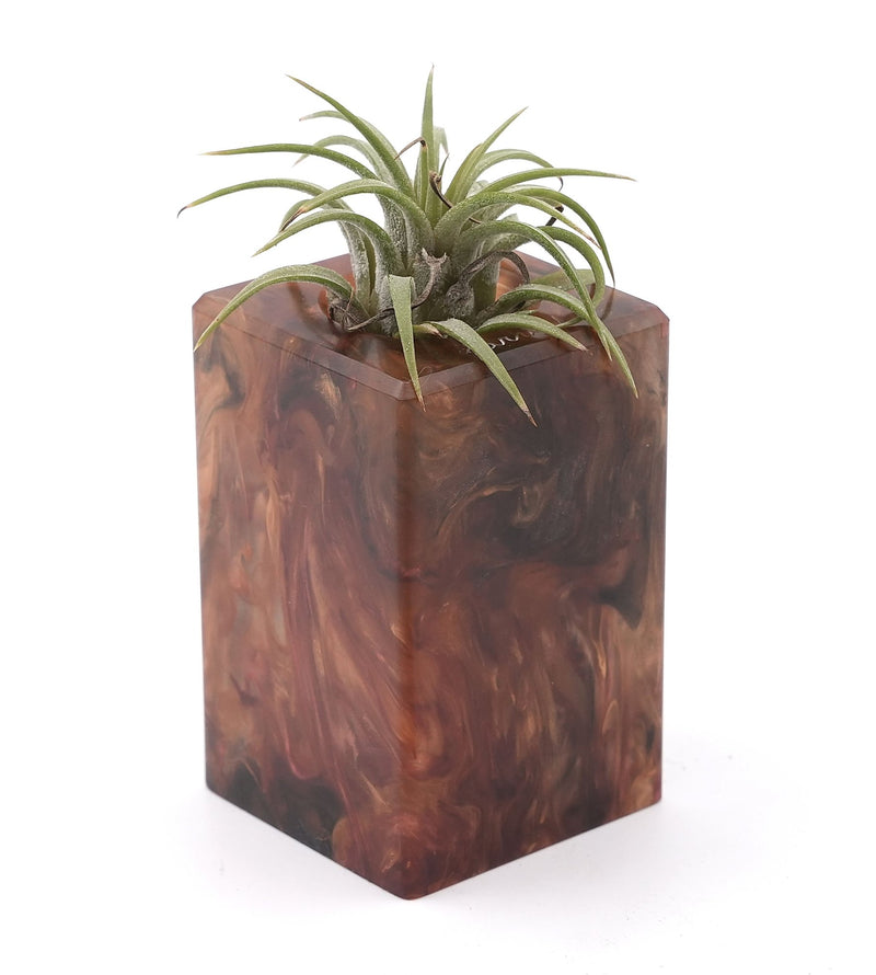 Wood Burl Wood Air Plant Holder - Emmitt (Wood Burl, 748600)