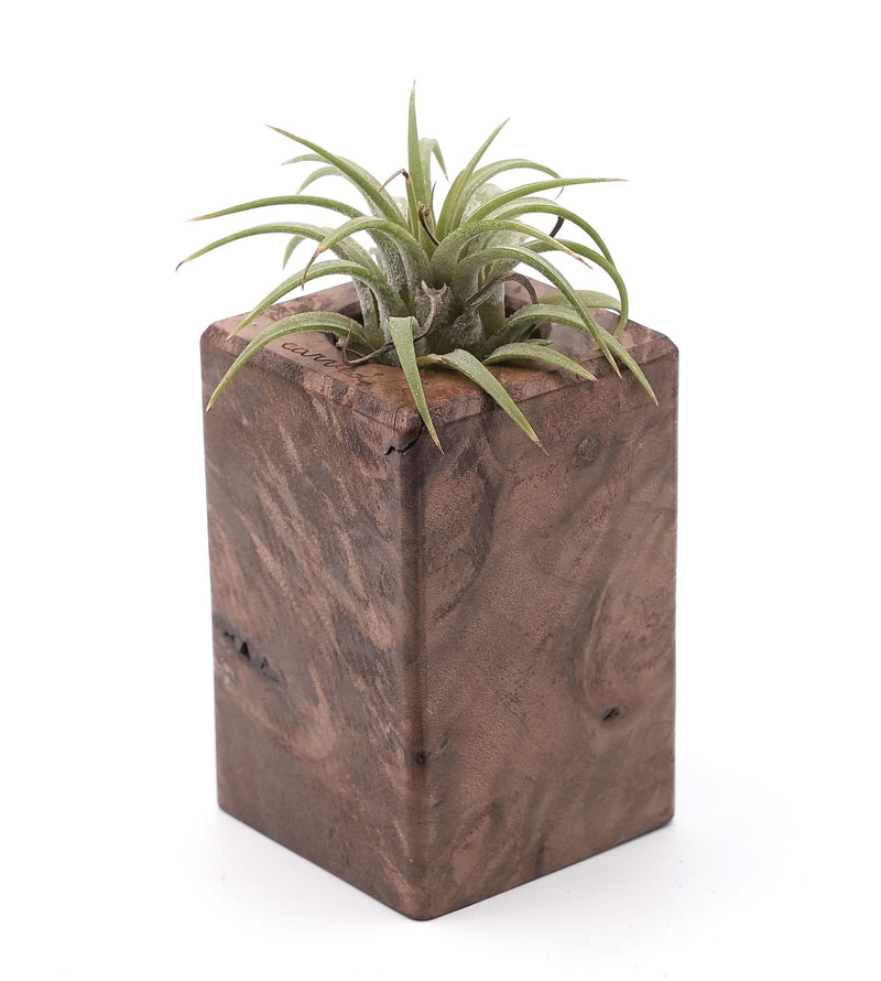 Wood Burl Wood Air Plant Holder - Lemuel (Wood Burl, 748602)