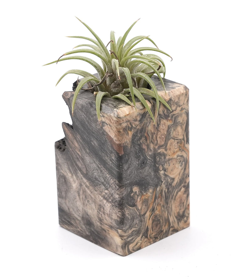 Wood Burl Wood Air Plant Holder - Alecia (Wood Burl, 748603)
