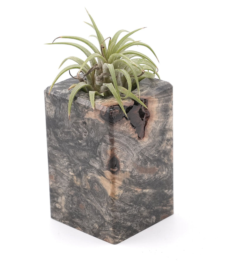 Wood Burl Wood Air Plant Holder - Mario (Wood Burl, 748605)