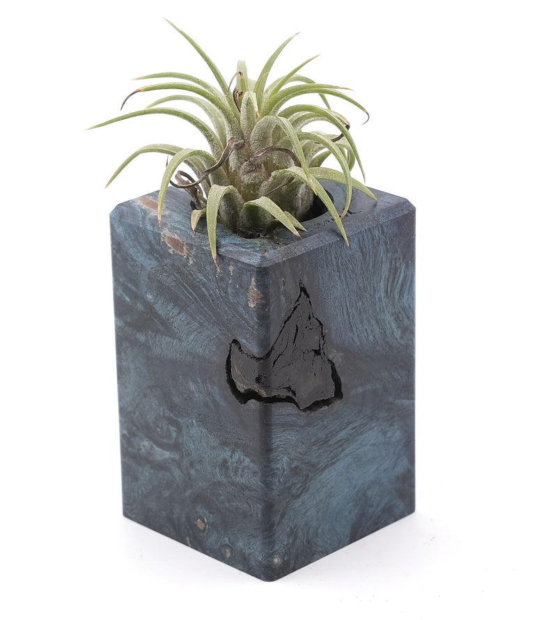 Wood Burl Wood Air Plant Holder - Janel (Wood Burl, 748608)